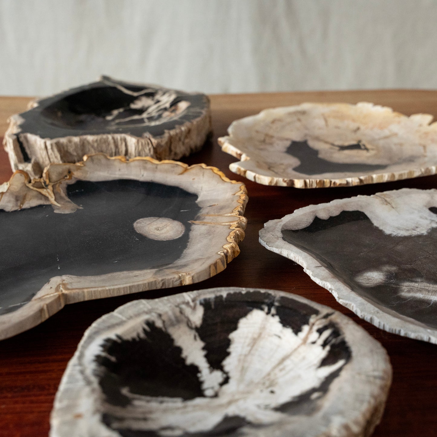 Petrified Wood Trays
