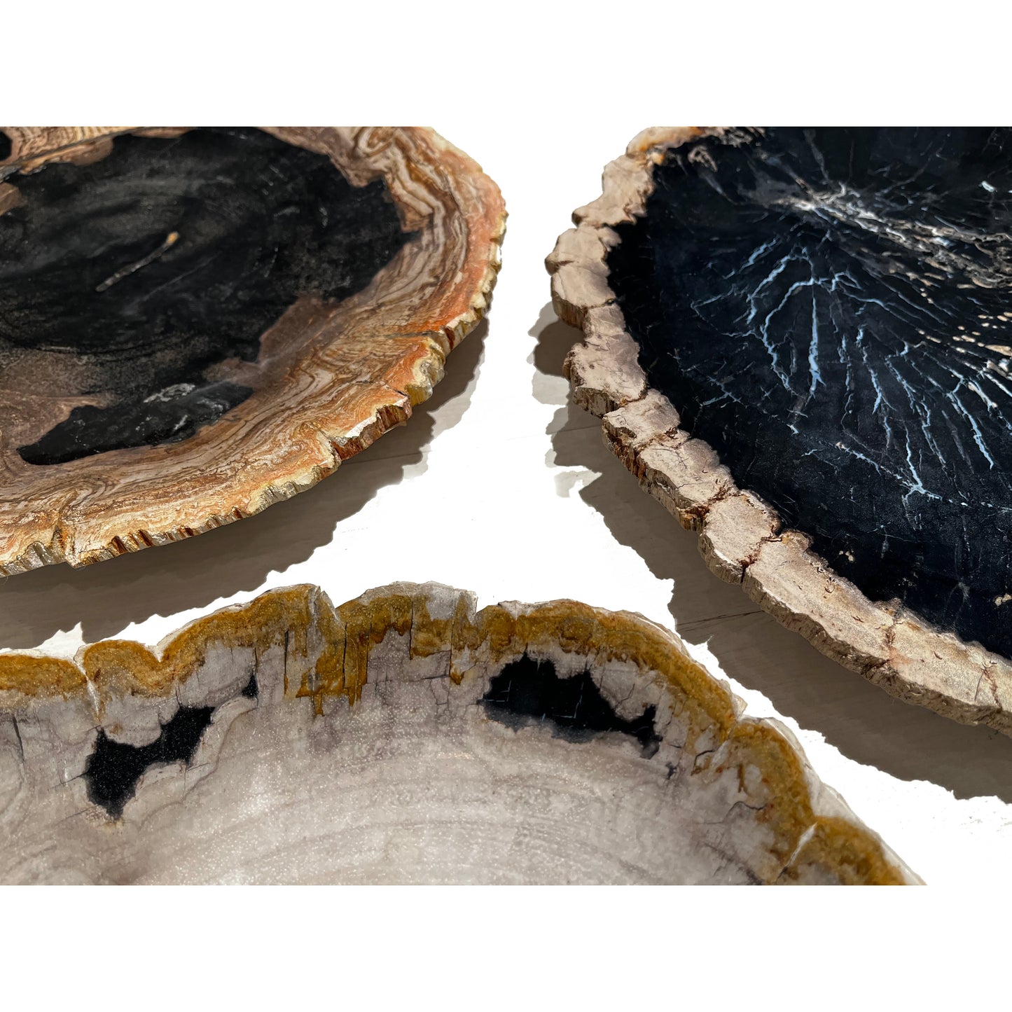 Petrified Wood Trays