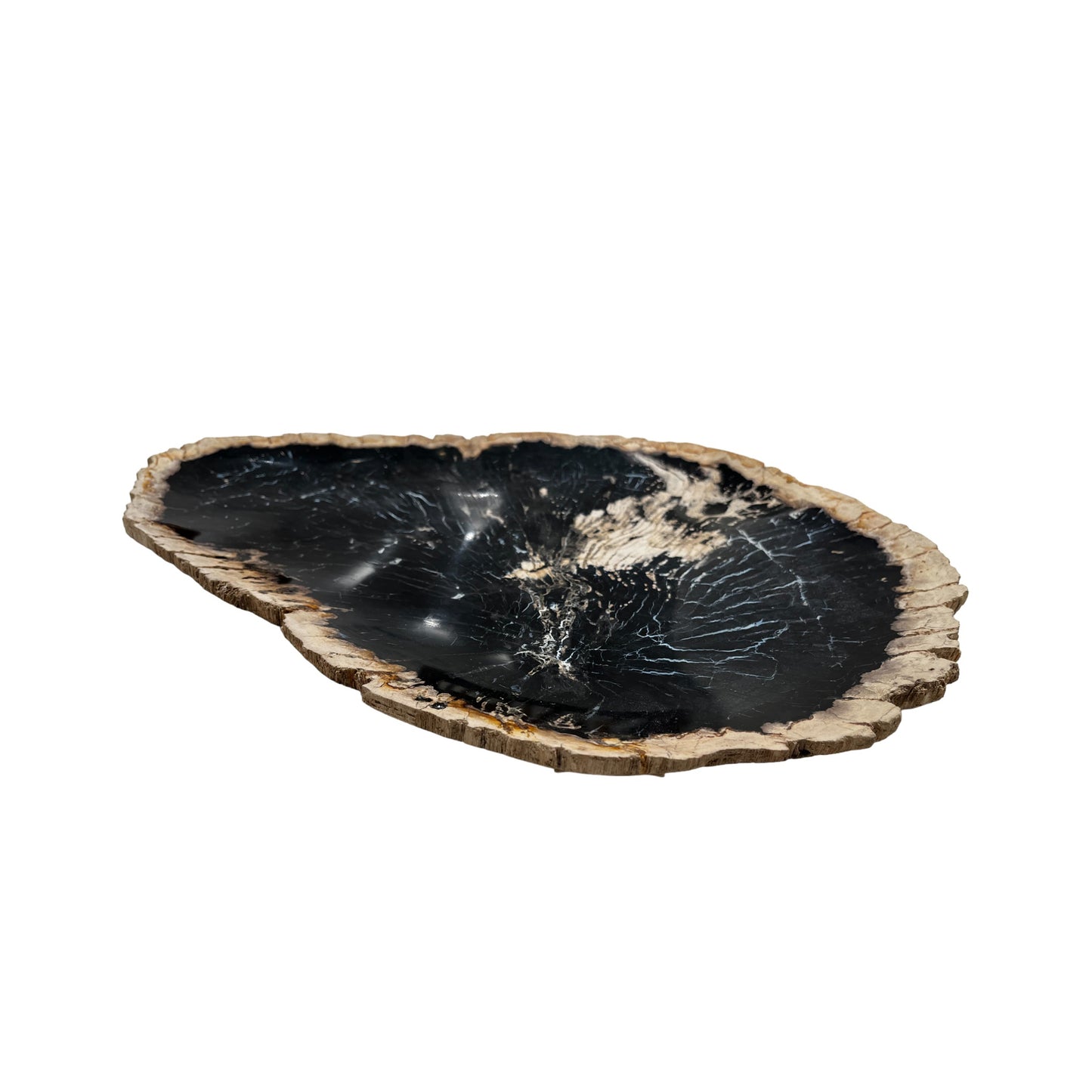 Petrified Wood Trays