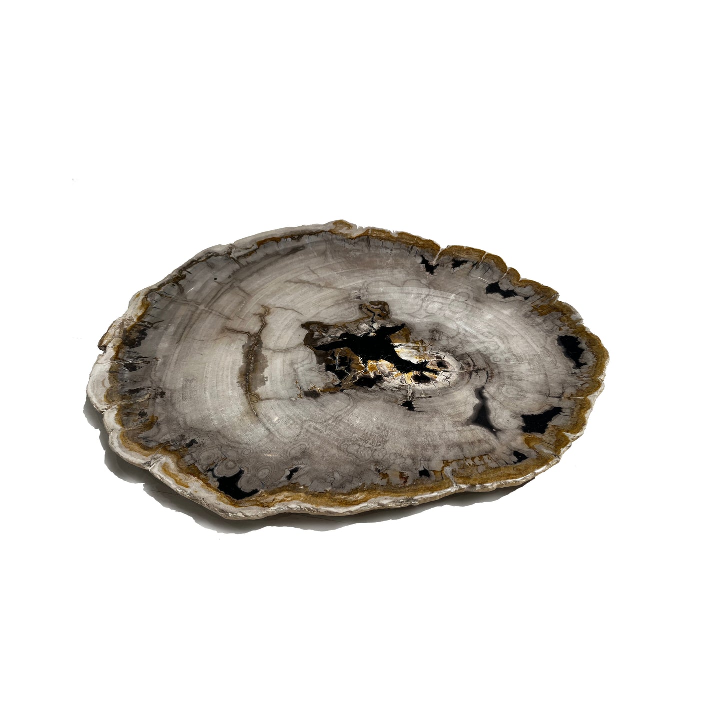 Petrified Wood Trays