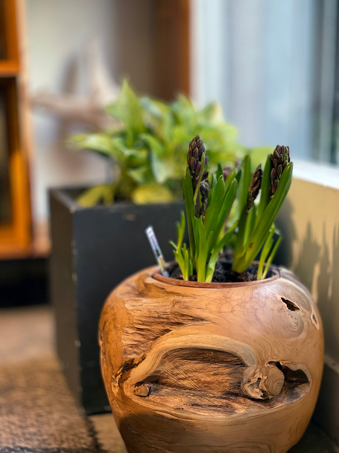 Teak Root Planters