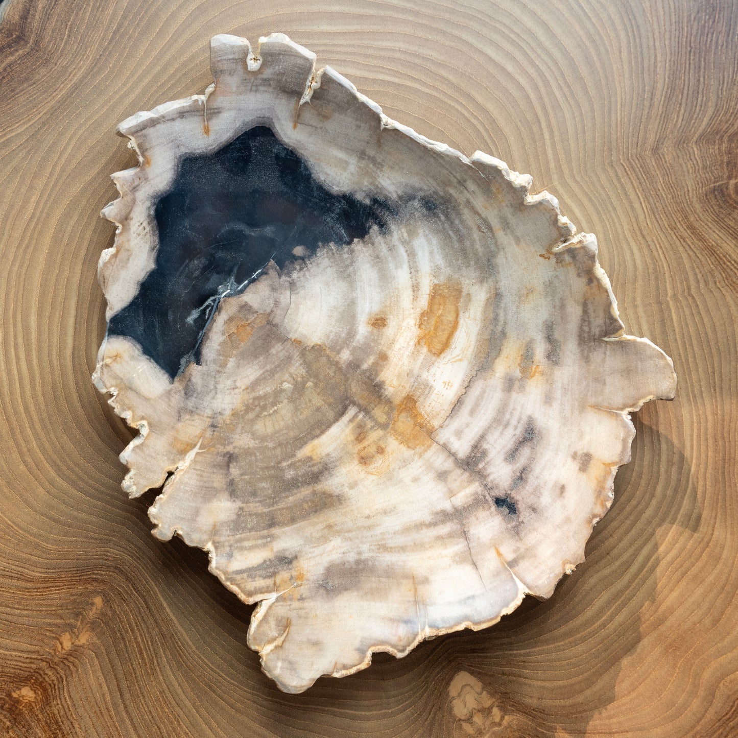 Petrified Wood Trays