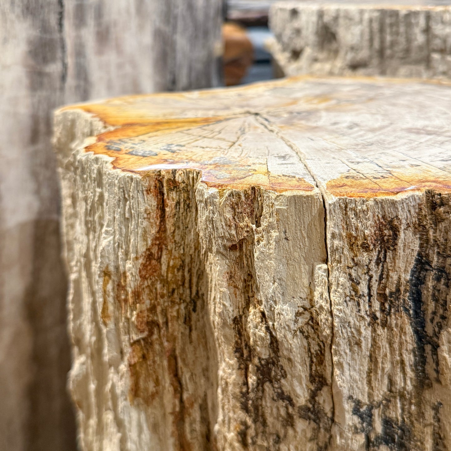 Petrified Wood Stump