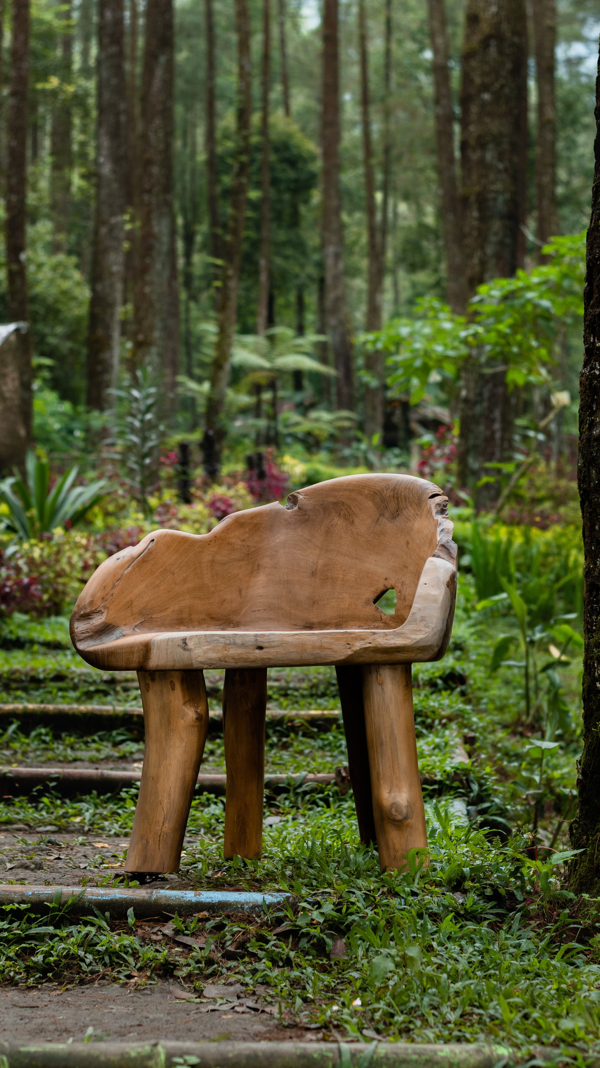 Teak Root Bench Outdoor – FROM THE SOURCE